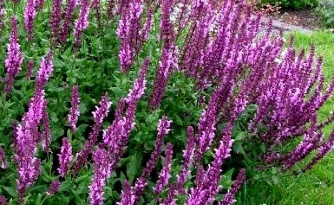 Szałwia omszona NEW DIMENSION ROSE – różowa perła letnich rabat